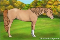 Horse Color:Gold Champagne