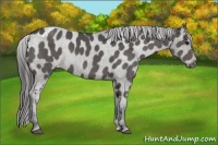 Horse Color:Black Appaloosa 