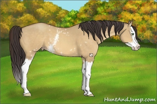 Horse Color:White Spotted Amber Champagne Dun Splash