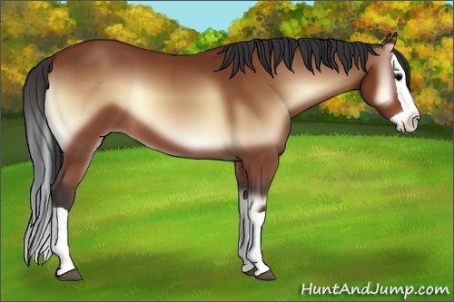 Horse Color:Bay Onyx Splash 