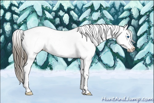 Horse Color:Liver Chestnut Splash Frame Appaloosa 