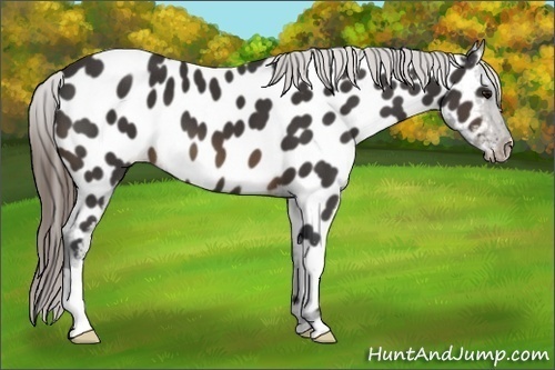 Horse Color:Buckskin Appaloosa
