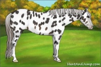 Horse Color:Buckskin Near Leopard 