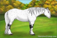 Horse Color:Silver Bay Chinchilla Appaloosa 