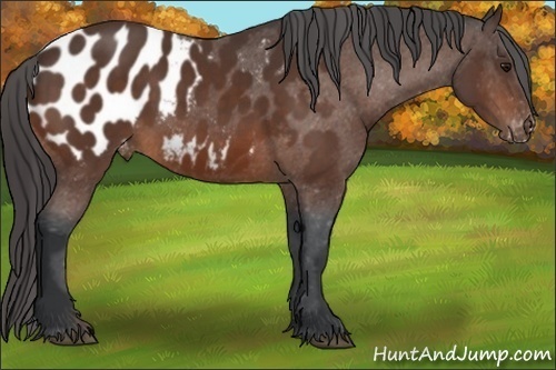 Horse Color:Bay Sabino Blanket