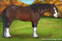 Horse Color:Bay Sabino Splash 