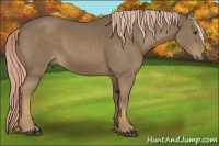 Horse Color:Chocolate Palomino 