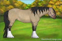 Horse Color:Brown Dun Rabicano