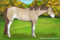 Horse Color:Grullo Pearl Sabino 