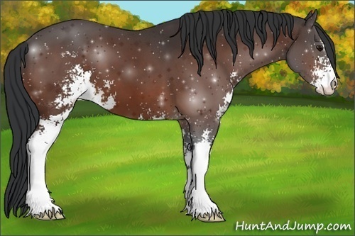 Horse Color:Bay Sabino 
