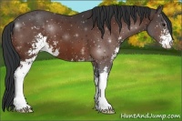 Horse Color:Bay Sabino 