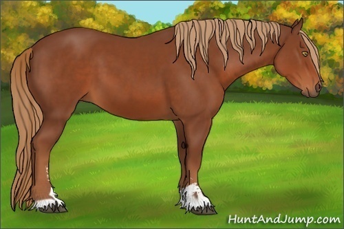 Horse Color:Chestnut Sabino