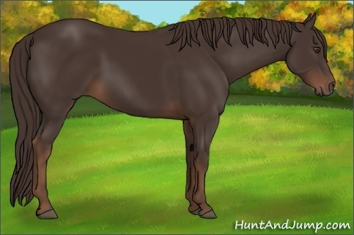 Horse Color:Liver Chestnut 
