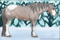 Horse Color:Liver Chestnut Sabino Appaloosa 