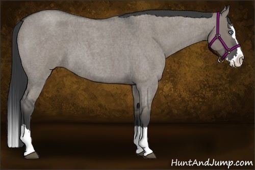 Horse Color:Grullo Roan Splash 