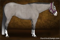 Horse Color:Grullo Roan Splash