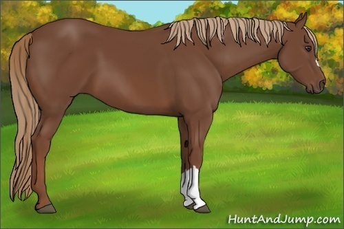 Horse Color:Chestnut 