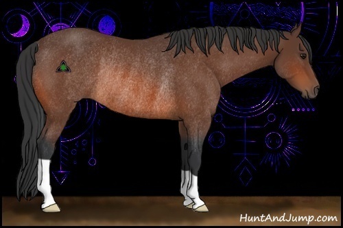 Horse Color:Bay Rabicano 