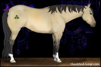 Horse Color:Buckskin Dun
