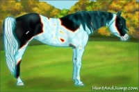 Horse Color:Thunderstruck White Spotted Chocolate Palomino Pearl Onyx Tobiano Blanket