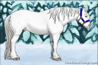 Horse Color:Chocolate Palomino Appaloosa 