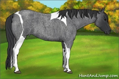 Horse Color:Blue Roan Tobiano