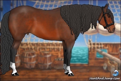 Horse Color:Bay 
