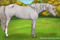 Horse Color:Liver Chestnut Appaloosa 