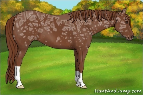 Horse Color:Chestnut Ice 