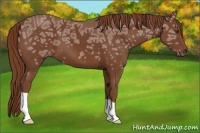 Horse Color:Chestnut Ice 