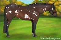 Horse Color:White Spotted Bay 