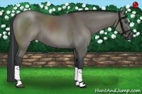 Horse Color:Grullo Sabino Tobiano 