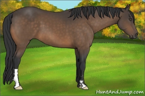 Horse Color:Buckskin Frame 