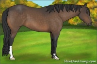 Horse Color:Buckskin Frame 