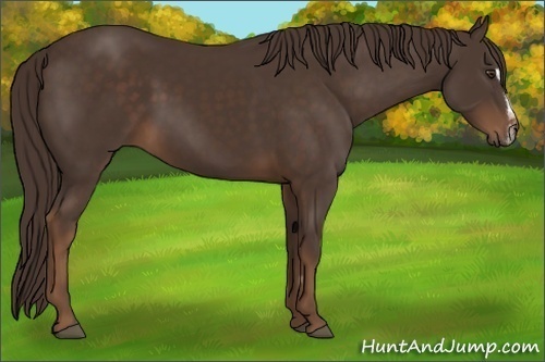 Horse Color:Liver Chestnut Sabino Frame 