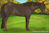 Horse Color:Liver Chestnut Sabino Frame 