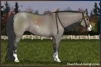 Horse Color:Grullo Sabino