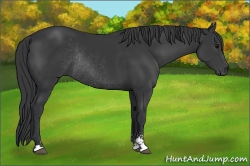 Horse Color:Black Sabino Rabicano