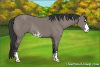 Horse Color:Grullo Sabino