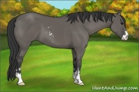 Horse Color:Grullo Sabino 