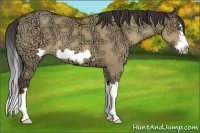 Horse Color:Sable Champagne Ice Dun Splash Frame