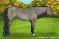 Horse Color:Grullo Sabino