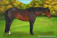 Horse Color:Brown Sabino