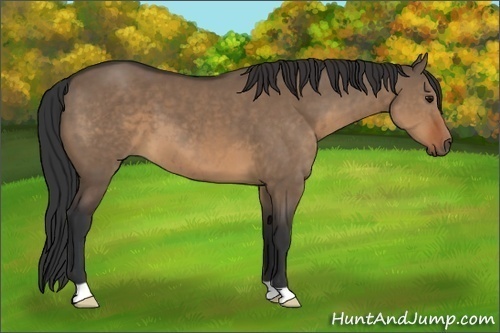 Horse Color:Brown Dun