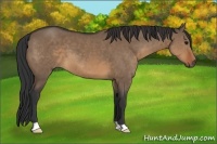 Horse Color:Brown Dun 