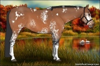 Horse Color:White Spotted Bay 