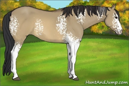 Horse Color:White Spotted Brown Dun 