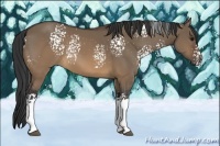Horse Color:White Spotted Brown Dun