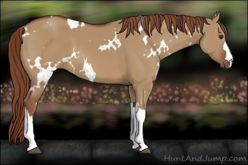 Horse Color:White Spotted Red Dun 