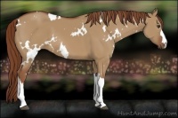Horse Color:White Spotted Red Dun